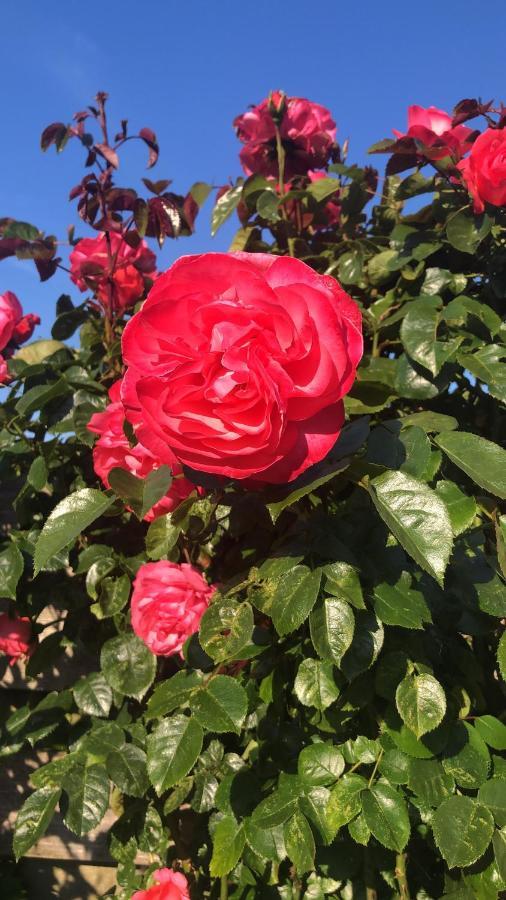 La Vie En Rose Zierikzee Acomodação com café da manhã Exterior foto
